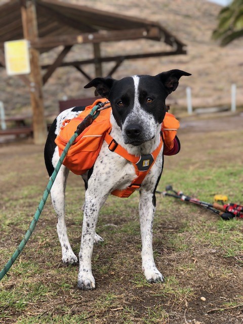 can you take dogs to catalina island