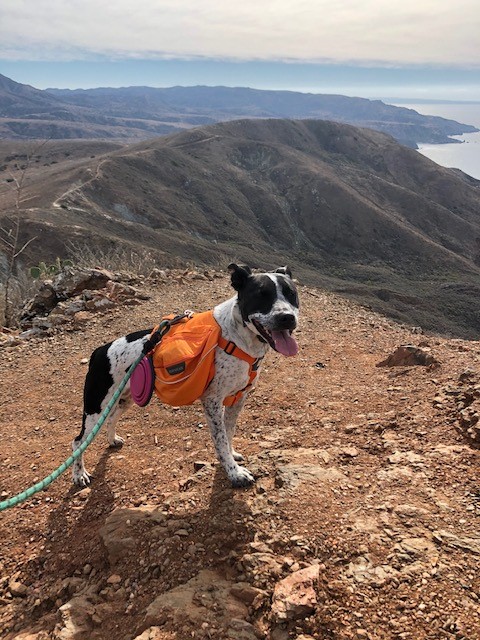 can you take dogs to catalina island