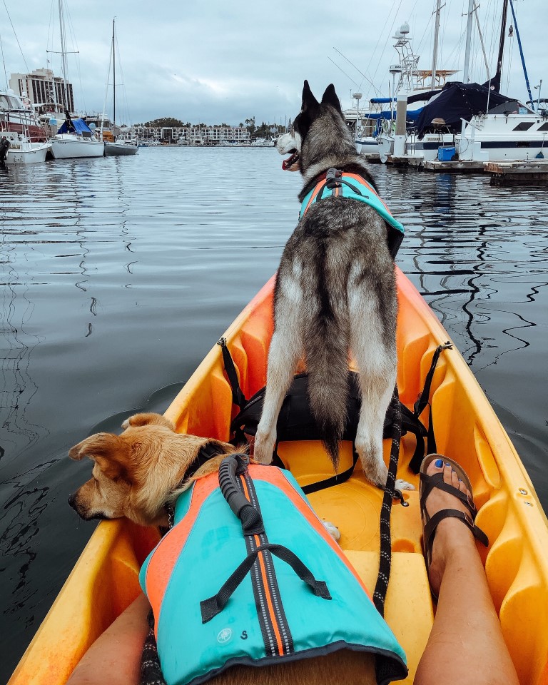 How to Train a Dog to Kayak – Bay Sports